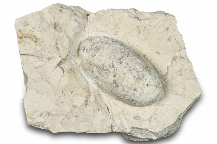 Eocene Fossil Crocodile Egg - Bouxwiller, France #293153